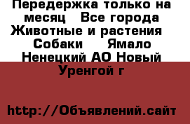 Передержка только на месяц - Все города Животные и растения » Собаки   . Ямало-Ненецкий АО,Новый Уренгой г.
